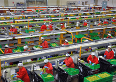 An overview on six packaging lines for table grapes.