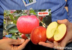 Crimson Snow and a recently introduced apple in the set of exclusive company KIKU.