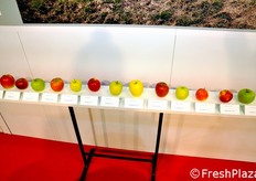 Apples under development and testing at Johan Nicolai nurseries (Belgium).