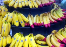 ... characterised by their red wax tip.