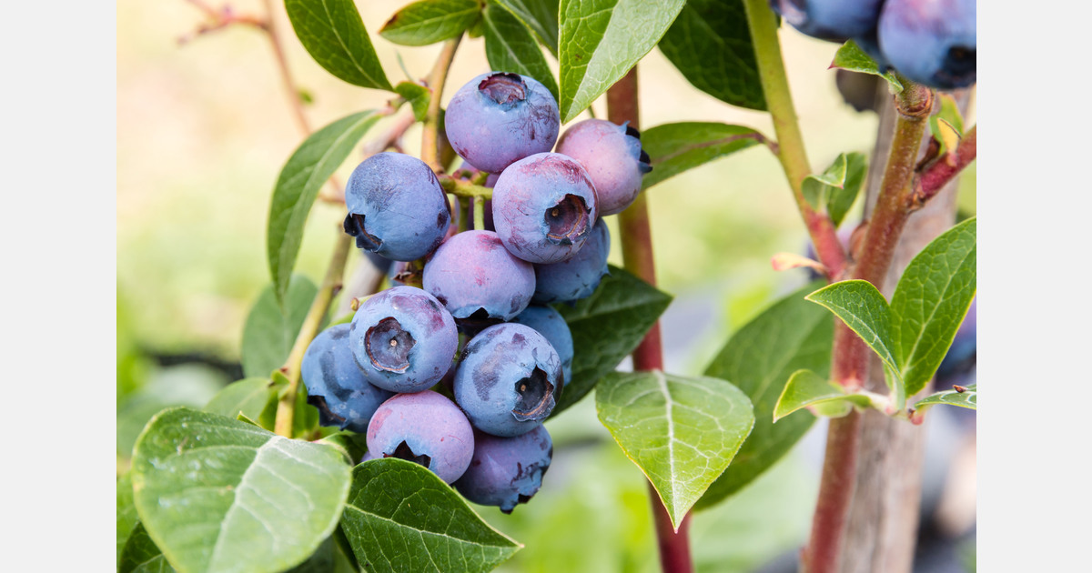 Georgia’s blueberry exports expand as sector targets EU growth and new markets