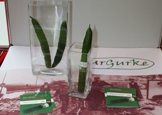 Urgurke of Eosta and Enza Zaden