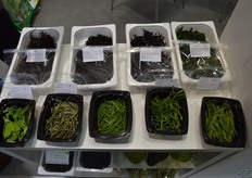 The full range of Spanish seaweeds.