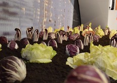 Various Radicchio varieties.