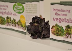 The Flower Sprout is mainly a hit in Great Britain, but will be increasingly available elsewhere in upcoming years.