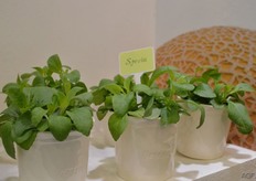 Stevia is used a lot to replace sugar.