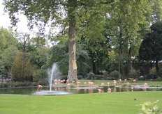 Flamboyant flamingoes.