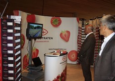 How are strawberries harvested?