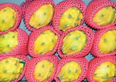 Produce of Beijing Brilliant Flourish Imp & Expo