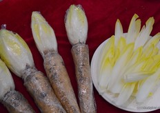 Chicory grown in China by Hebei Lianxing Jia Yao Agricultural Science and Technology from Hebei Province