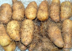 Fresh fruit from Hainan province in the South of China.