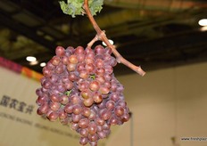 Grapes by Jiyang Derong Ice Beauty Grape Professional Cooperatives from Shandong Province.