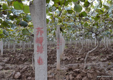 The kiwifruit has been harvested two weeks prior to this photo.