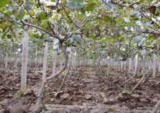 Each year, one mu yields 1,500 kilogram kiwi's.