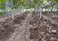 Clay near the roots of the trees is dug out to give the roots room to grow.