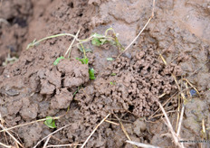 Earth dug up by earthworms, which helps to fertilise the soil.