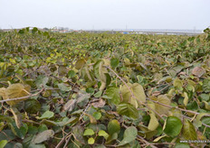 In Mei Xian, the company owns XXX mu of kiwifruit orchards.