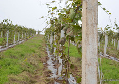 Nearby the company's head office, Qifeng has recently planted new kiwifruit orchards. The orchards form part of a park that is designed to show guests the origin and production of the fruit.