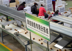 Kiwifruit sorted for the company's online sales.