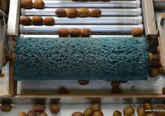 The kiwifruit is brushed clean to remove loose hairs and dirt.