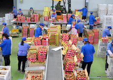 After the fruit is sorted by weight, the pieces are carefully checked and packed.