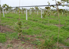 The company is currently developing a park near Taibai Mountain. The park boosts a pond with mineral water from the mountain, organic kiwifruit and grapes orchards, vegetables patches and cottages for guests to stay.