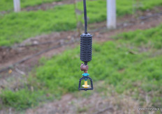 Sprinkler installation to irrigate kiwiplants.