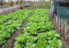 Vegetables patches that will provide for food for the guests.