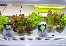 Fresh salads, Hema Shanghai.