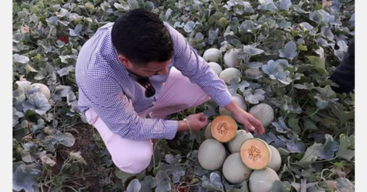 “Early and good start with Cantaloupe melons from Honduras”