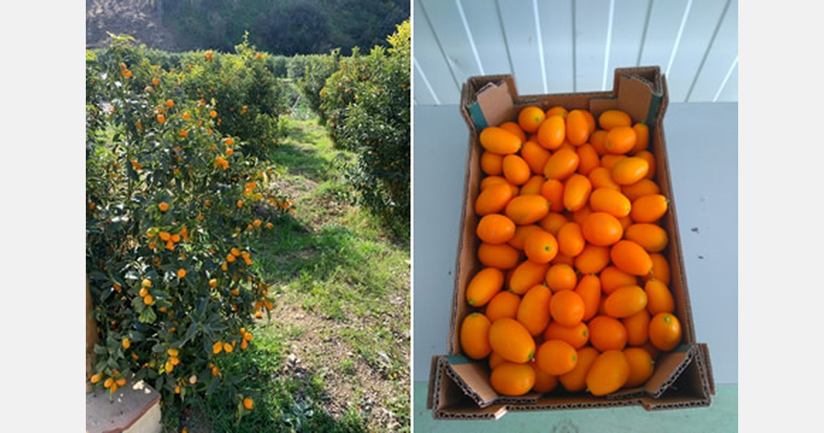 "There is still room to grow on the market for Spanish kumquats"