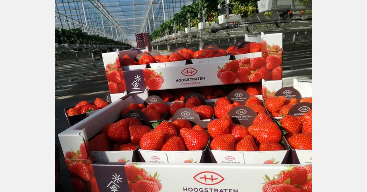 “Aboveaverage prices, sufficient volumes, and smooth exports for