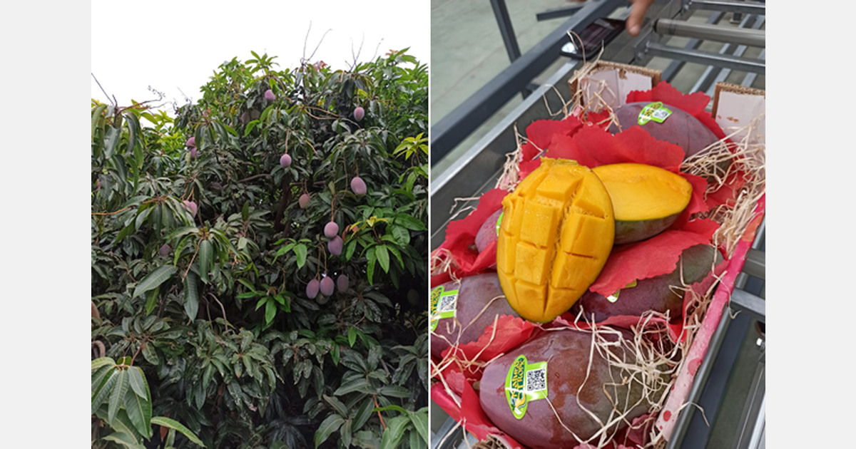 "People must more familiar with Spanish mangoes"