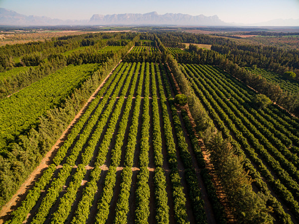 Biggest challenge for the South African citrus season lies in logistics"