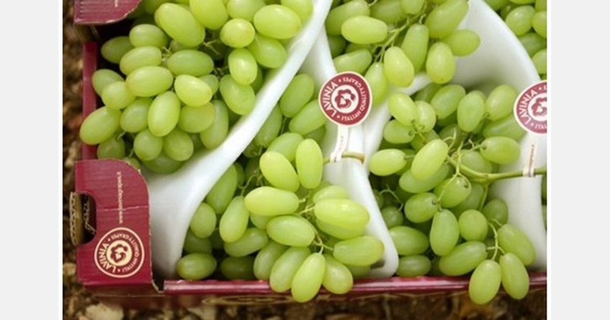 Muscat grape 40 grape seeds from Moldova