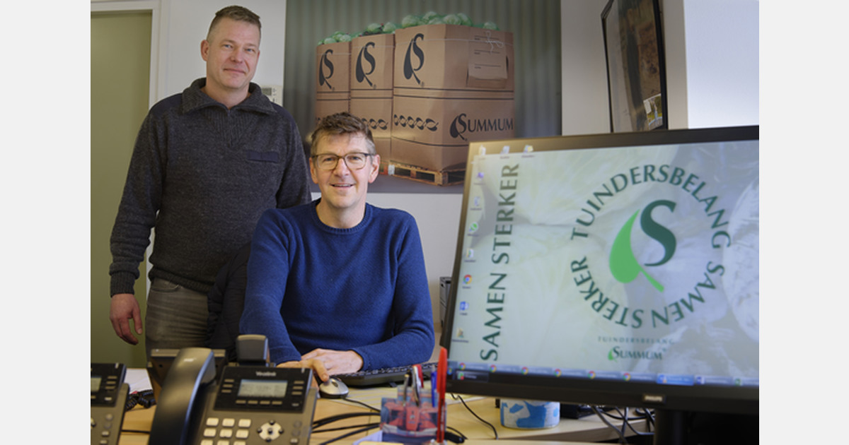 Рынок капусты в Европе под давлением: крупные кочаны продаются хуже