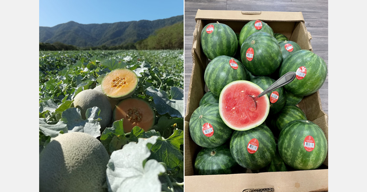 La temporada de melón de Costa Rica ofrece muchas oportunidades y desafíos
