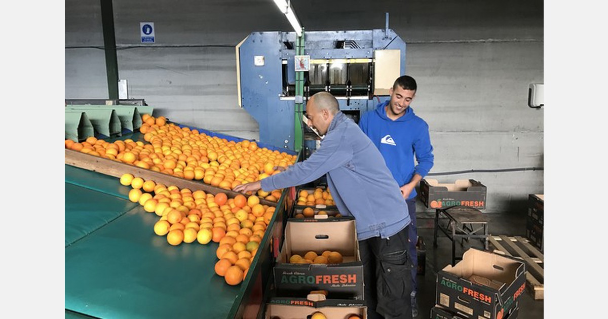 «Cítricos bajos españoles por el temporal primaveral»