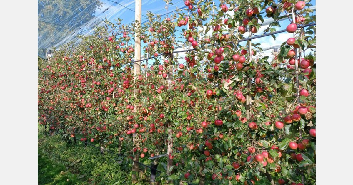 “Organic apple market not rebounding like the conventional one” Export