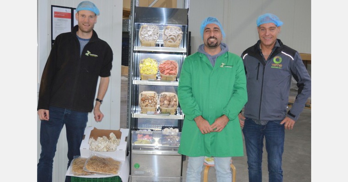 "Shiitake substrate shows promising initial quality and consistency