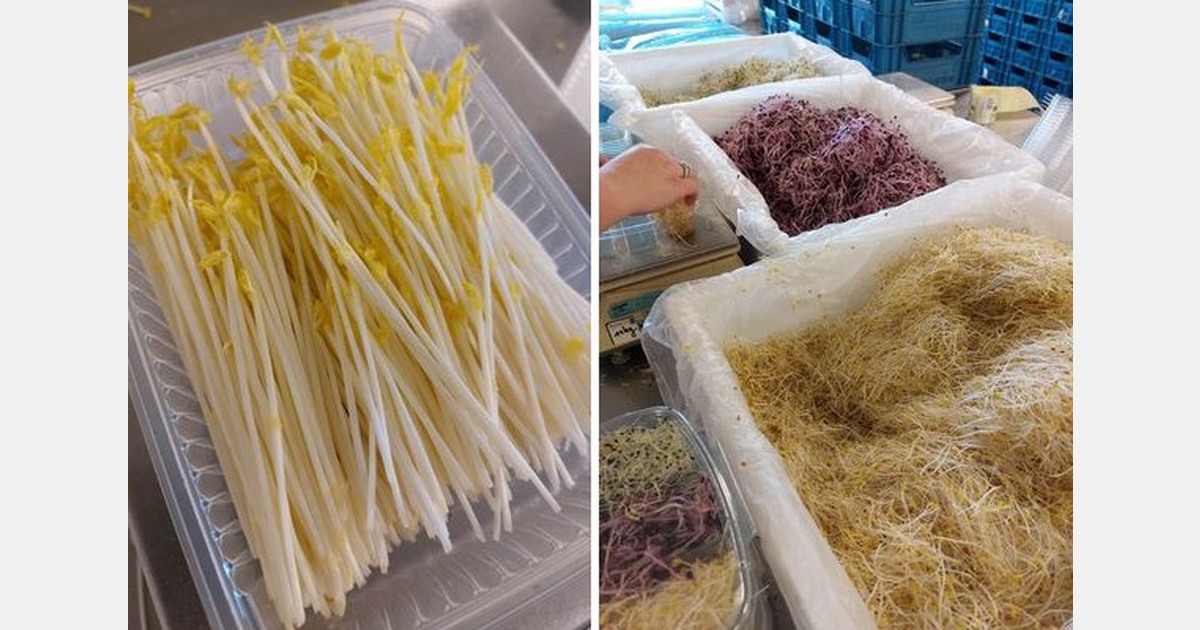 "Because Christmas and New Year fall just one week apart, their production cycles fully overlap"