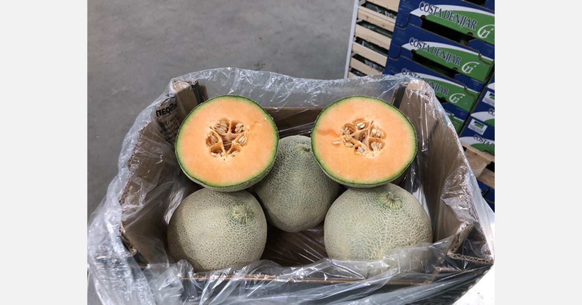 "Ample Brazilian melon supply, Cantaloupe in highest demand"