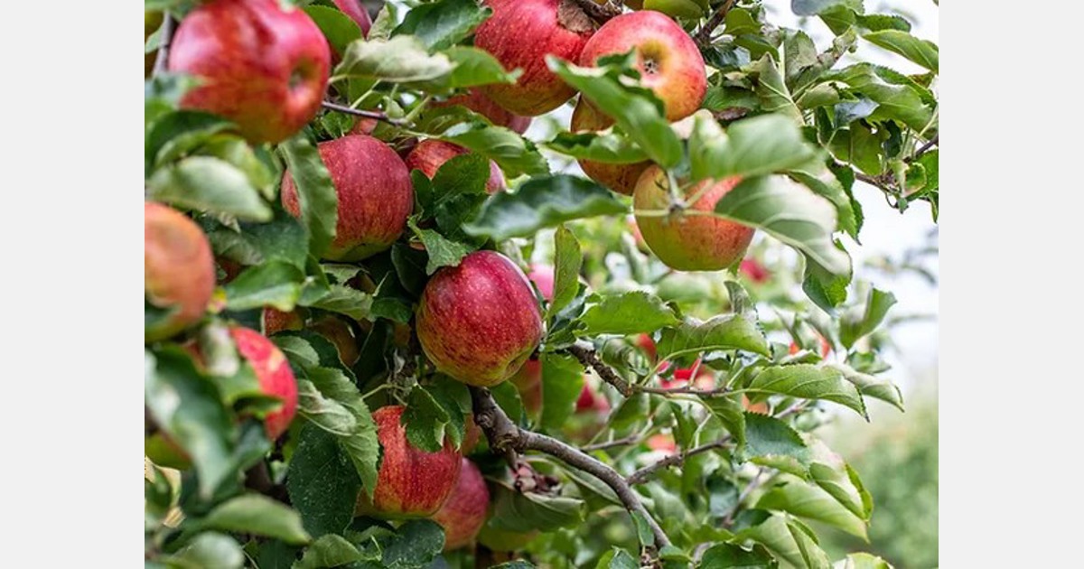 “After a dismal apple season, it’s great to end on a positive note” Export