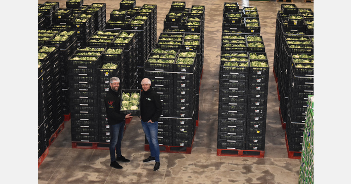 "Cauliflower shortage still gripping market"