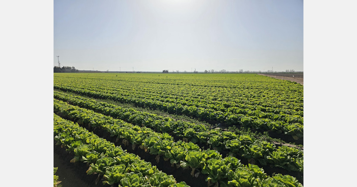 «Los precios de las verduras en España aún no están en línea con la rápida caída de los precios en los Países Bajos»