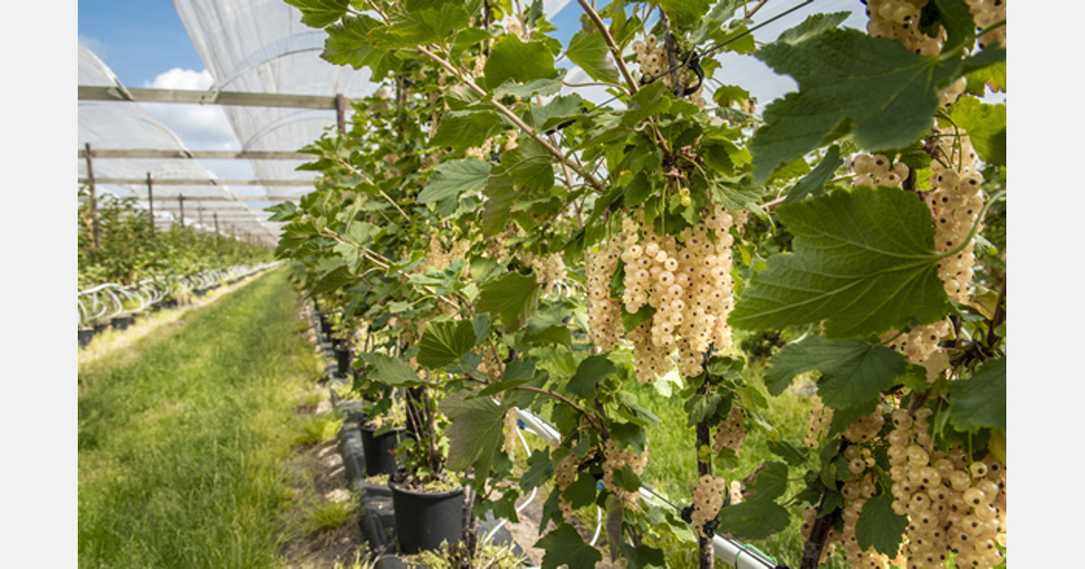 “Greenhouse redcurrant harvest starts two weeks late” Export