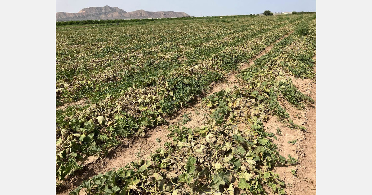 «Los productores españoles de melones por contrato están al borde de la extinción»