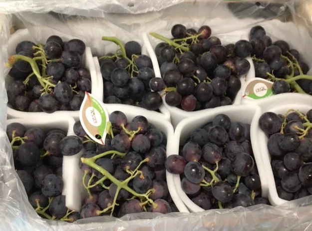 FRESHPLAZA:  Fewer Spanish and Greek grapes benefit sales