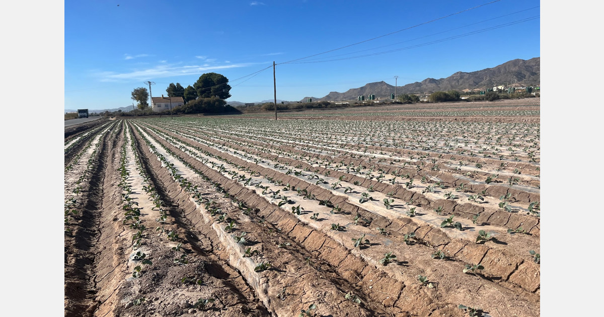 «Evolución positiva en la demanda de hortalizas españolas de invernadero y de campo»