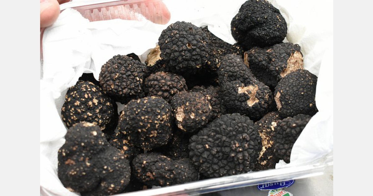 Teruel strengthens its status as the global leader in truffle production